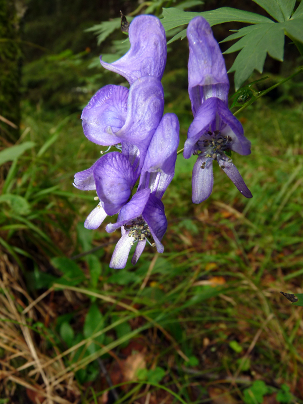 p1140002