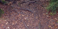 p1130999