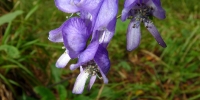 p1140002
