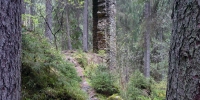 13-zricenina-hus-pozustatky